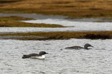Plongeon catmarin,Gavia stellata, Red throated Loon, Spitzberg, Svalbard, Norvè