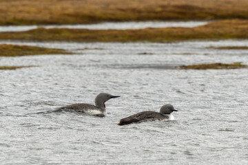 Plongeon catmarin,Gavia stellata, Red throated Loon, Spitzberg, Svalbard, Norvè