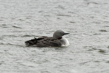 Plongeon catmarin,Gavia stellata, Red throated Loon, Spitzberg, Svalbard, Norvè