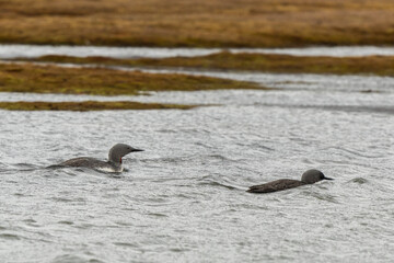 Plongeon catmarin,Gavia stellata, Red throated Loon, Spitzberg, Svalbard, Norvè