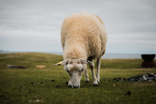 One sheeps grazes in norway in scandinavia front view.