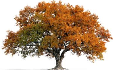 Vibrant autumn tree with orange and green leaves standing alone