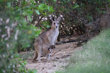 eastern grey kangaroo  Queensland Australia