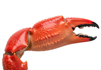 Isolated seafood claw, a delicious fresh crabmeat serving, popular in casual fine-dining dishes