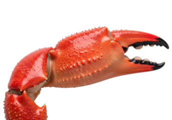 Isolated seafood claw, a delicious fresh crabmeat serving, popular in casual fine-dining dishes