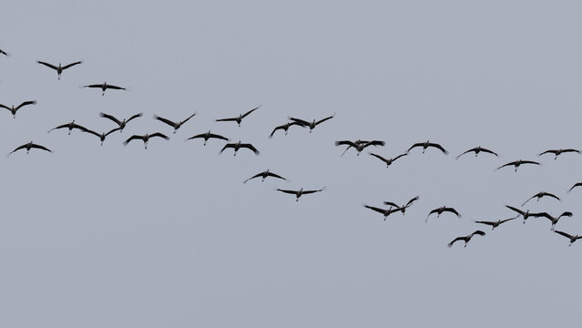 Kraniche fliegen am Himmel