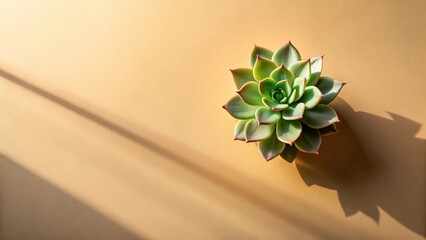 A single stem of a succulent plant stretching towards sunlight with long shadows on beige background