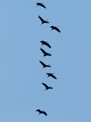 Fototapeta premium Kraniche fliegen am Himmel