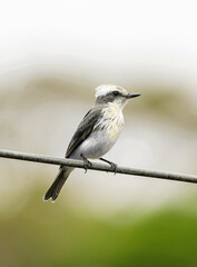 great tit parus major