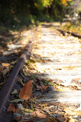 秋の大井川ダム湖廃線の小道