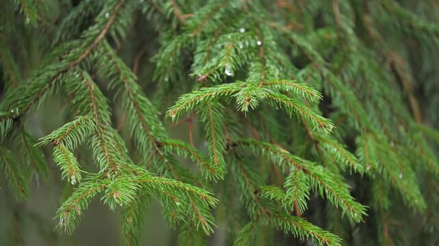 Close-up of fresh green spruce branches with water droplets after rain. Soft natural light, calm forest atmosphere and detailed texture of needles create a peaceful outdoor nature scene. 4K slow motio