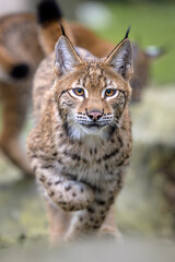 A young lynx frolicking and jumping over obstacles.