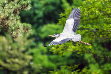 A heron flies among the trees above a pond, looking for a place to land.