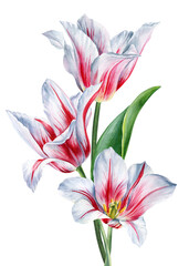 Red and white blooming tulips in elegant watercolor botanical illustration for spring floral decor