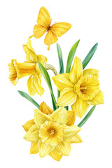 Yellow daffodils with butterfly in bright spring watercolor botanical illustration for floral decor