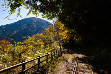 秋の大井川ダム湖廃線の小道