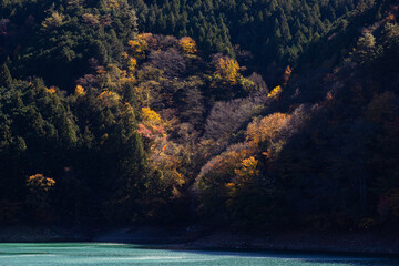 井川ダム湖の紅葉