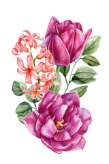 Pink tulips with coral hyacinth in delicate watercolor botanical illustration for spring floral decor
