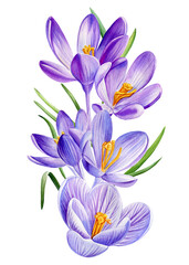 Purple crocus flowers in soft watercolor botanical illustration for spring floral decor