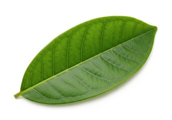 Obraz premium Single vibrant green leaf isolated on detailed texture organic nature