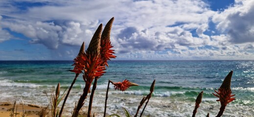 red blooming aloe plant grows at the beach
Blue sky, white clouds and ocean background.
Warm summer holiday scene