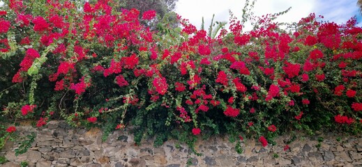 red blooming bougainvillea plant grows over a natural stone wall mediterranean scene
