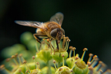 Nahaufnahme einer Schwebfliege beim Nektarsammeln auf Efeublüte im Herbst.