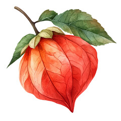 watercolor of Physalis Flower, vector, isolated on a white background.