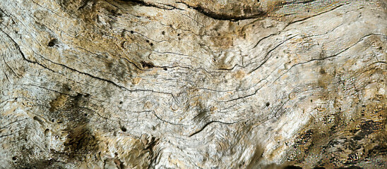 Texture of natural wood surface with smooth grain and visible cracks. Rustic wooden pattern suitable for background, furniture design, flooring, interior decor, and organic material concepts.