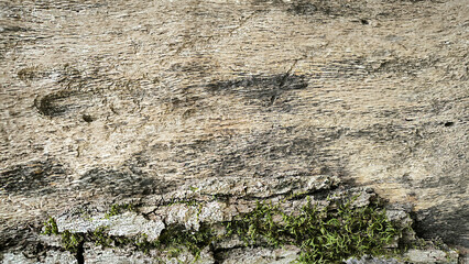 Texture of natural wood surface with smooth grain and moss. Rustic wooden pattern suitable for background, furniture design, flooring, interior decor, and organic material concepts.