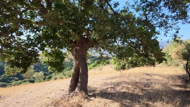 Peaceful large tree above valley with Mediterranean shrubs in Greece