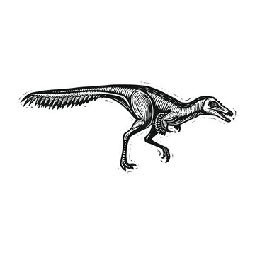 Mononykus Dinosaur Vector Illustrations Clipart Set, Vintage Feathered Raptor Dinosaur, isolated black and white art
