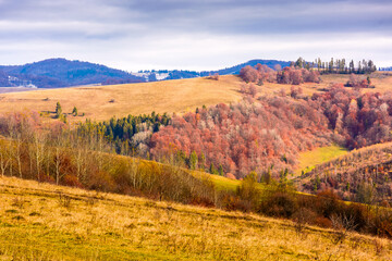 countryside mountain landscape in autumn. carpathian alps of ukraine. beautiful place of transcarpathia. scenery with forest on rolling hills. beauty in nature and rural europe sustainability concept