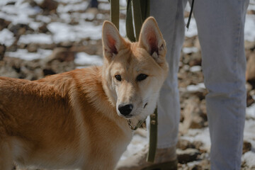 The red dog looks to the side, with a curious expression on its face.