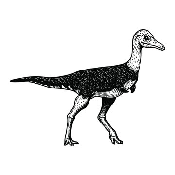 Mononykus Dinosaur Vector Illustrations Clipart Set, Vintage Feathered Raptor Dinosaur, isolated black and white art