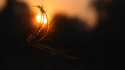 sunset in the forest at Pench MP shot on 15th Nov 2025