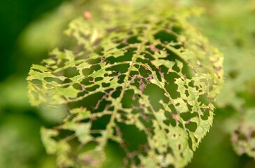 Close-up of a green leaf with intricate holes and patterns, showcasing nature's delicate design and texture in a vibrant environment
