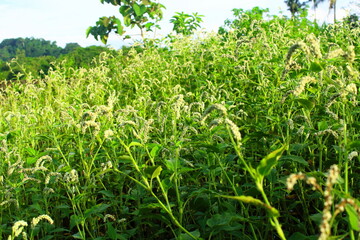 Close Up of Persicaria Lapathifolia Flower Spikes in Green Field