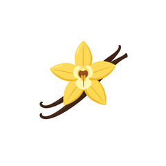 Delicate vanilla flower illustration with aromatic pods against a white background showcasing