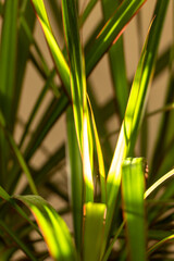 Close-up image of vibrant green leaves illuminated by sunlight, creating dynamic shadows and highlights. Ideal for concepts of nature, growth, and tranquility.