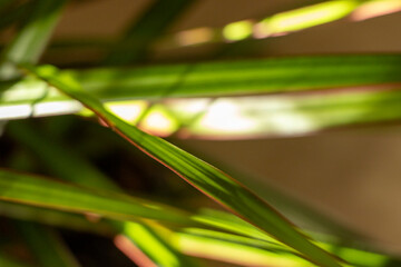 Close-up view of vibrant green leaves with sharp edges, showcasing natural light reflections. Perfect for nature-themed projects or greenery-focused visuals.