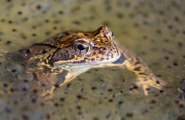 European Common brown Frog Rana temporaria with eggs