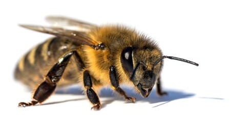 bee or honeybee Apis Mellifera isolated on white