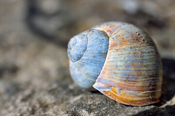 Close-up view of a colorful snail shell resting on a textured surface, showcasing intricate patterns and natural beauty