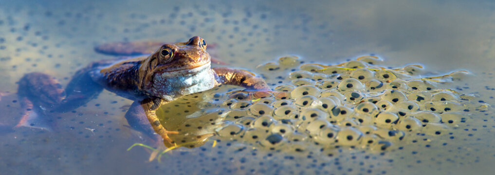 European Common brown Frog Rana temporaria with eggs
