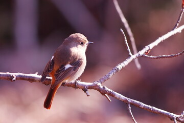 桜の木に止まるジョウビタキの雌