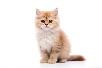 Obraz premium Kitten mammal animal pet.