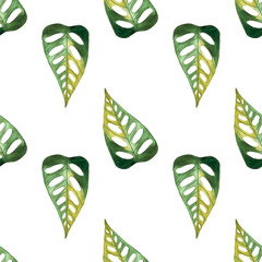 seamless pattern of monstera and philodendron watercolor leaves hand drawn on white background © elenaseiryk
