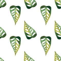 seamless pattern of monstera and philodendron watercolor leaves hand drawn on white background © elenaseiryk