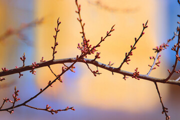 Delicate branches with budding flowers against a softly blurred background, capturing the essence of spring's arrival and nature's beauty